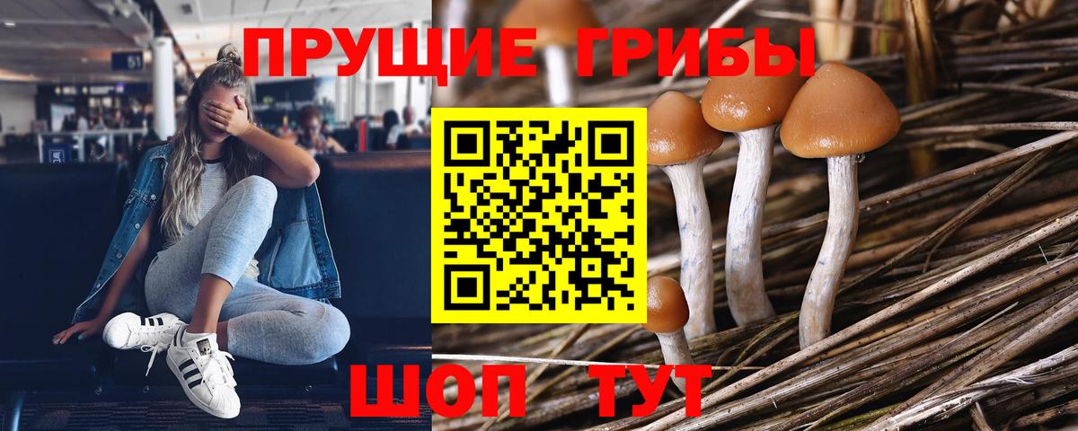 Псилоцибиновые грибы GOLDEN TEACHER Серов